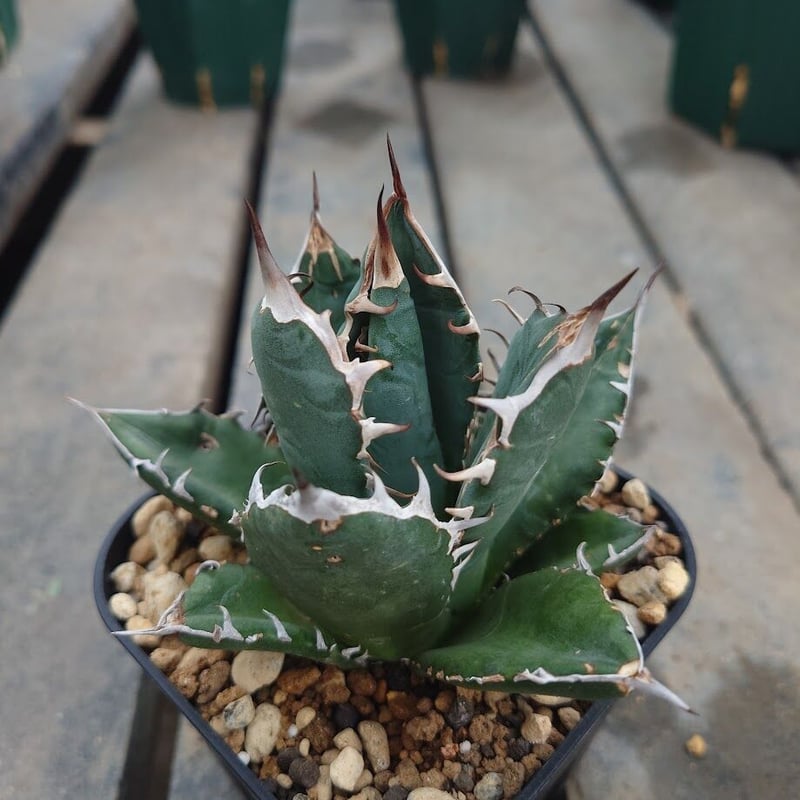 アガベ チタノタ オアハカ Agave titanota Oaxaca 12 | Mellow