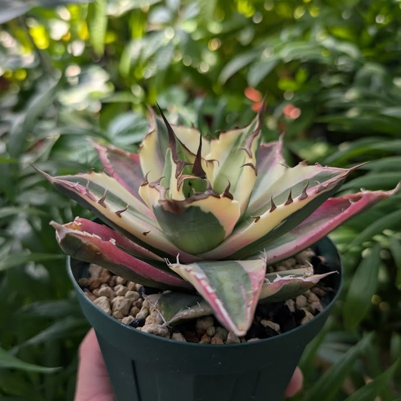 アガベ チタノタ スナグルトゥース ST13 | Mellow Yard