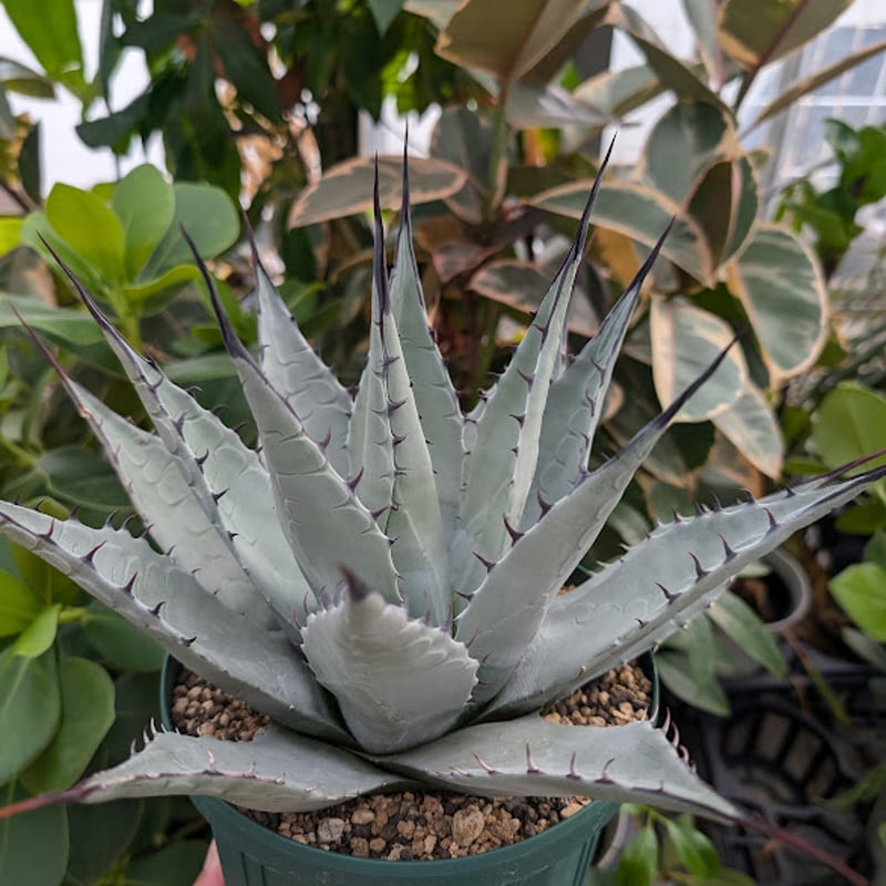 アガベ パリー ネオメキシカーナ agave prryi ssp.neomexicana 1