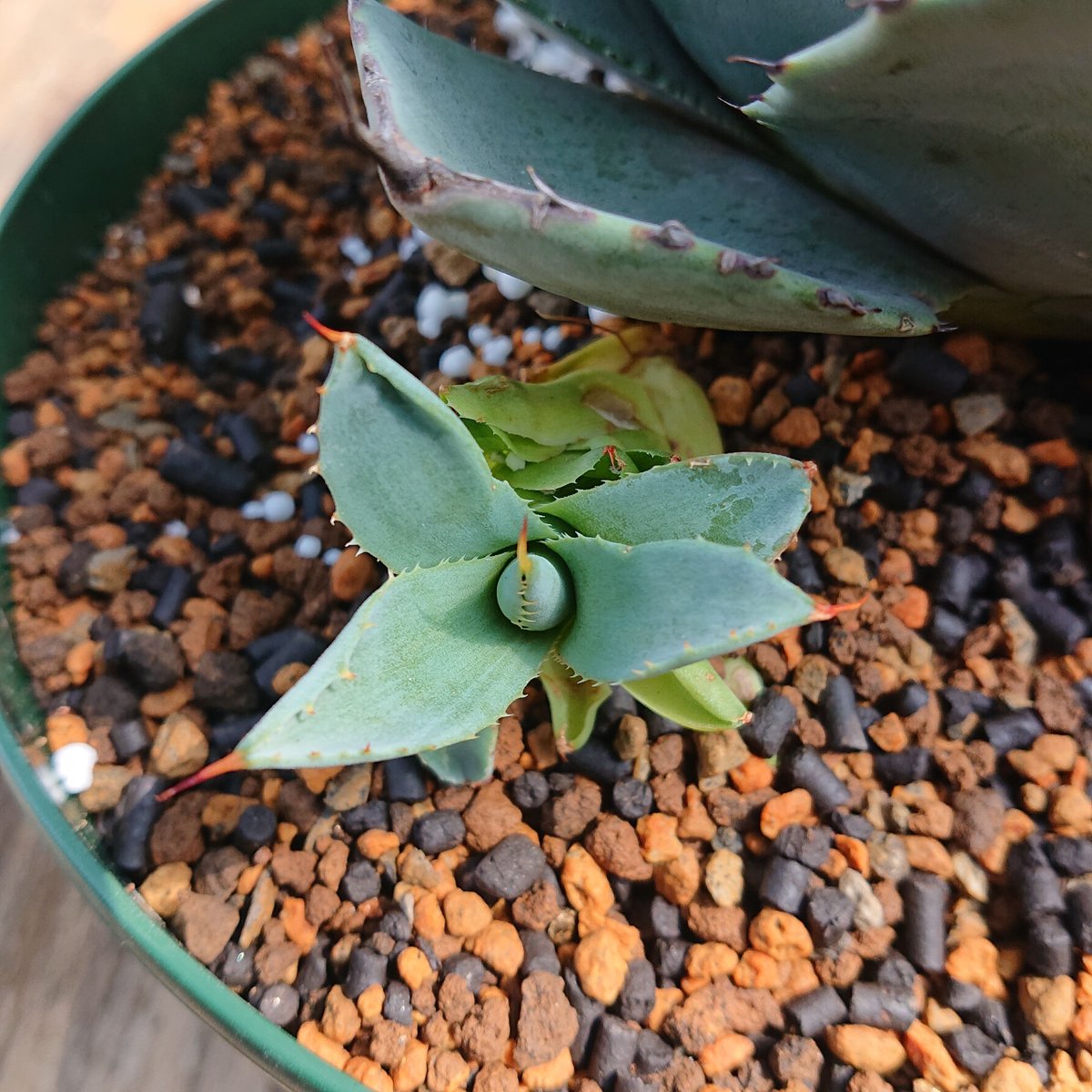 no.3 アガベ パリー トランカータ agave parryi truncata 【発根済】