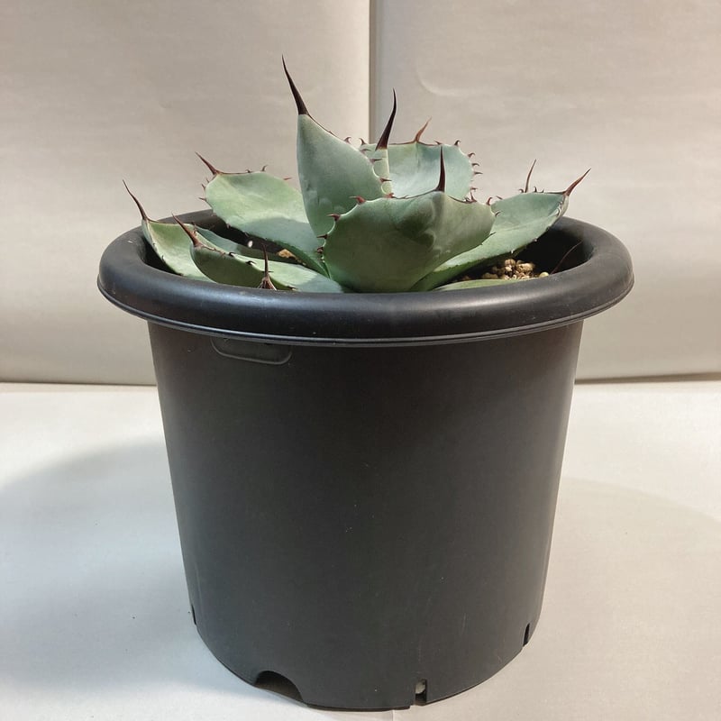 アガベ パリー トランカータ 丸葉 直径17センチ | 4S'easons.