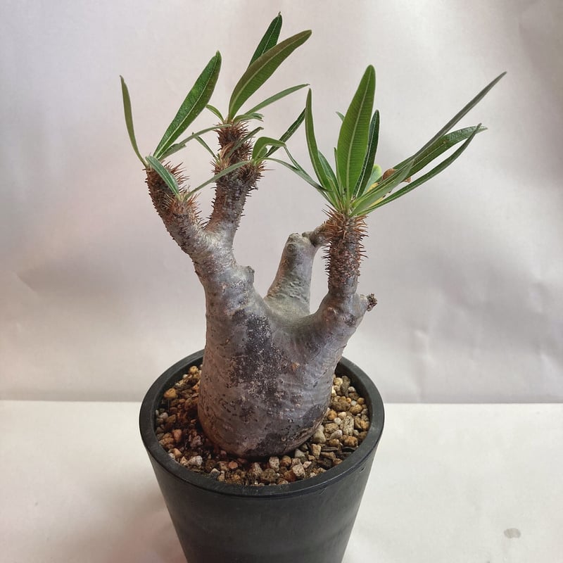 パキポディウム グラキリス 現地球 発根済 | 4S'easons.