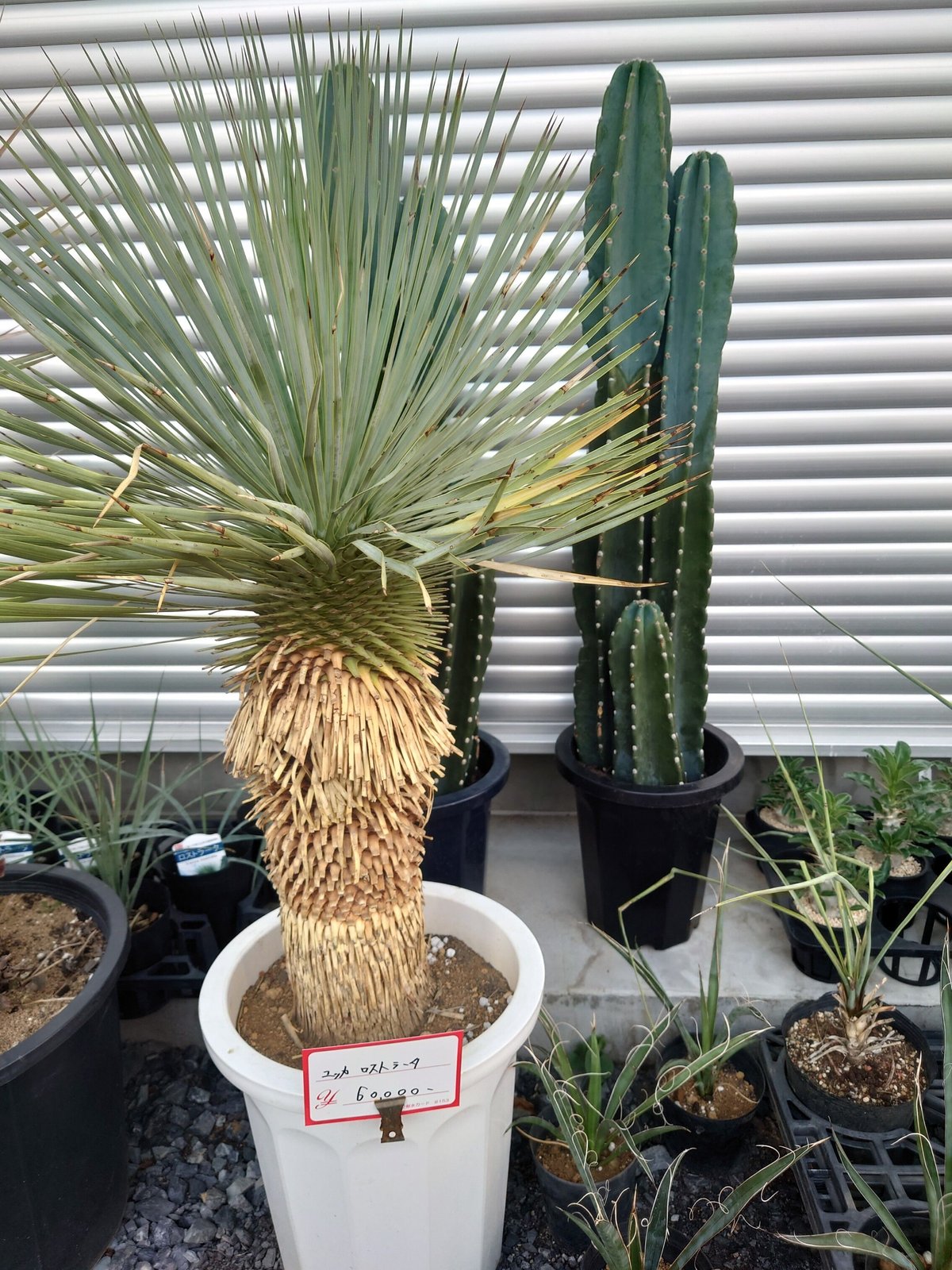 ユッカ ロストラータ 高品質 埼玉 引取限定 | IKEZAWA GARDEN STORE