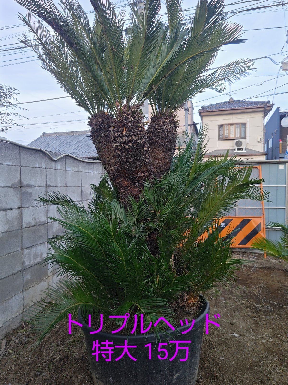 fit=scale-down,w=1200