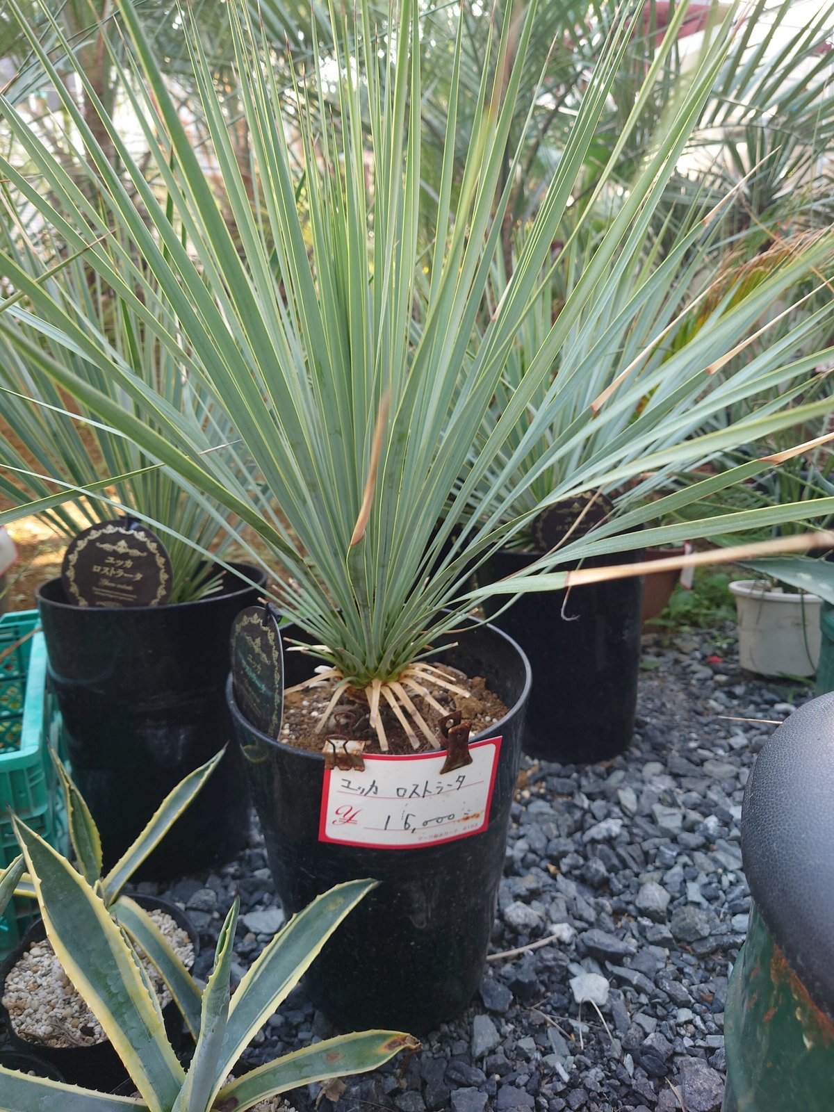 ユッカ ロストラータ 1本 お任せ便 高品質 | IKEZAWA GARDEN