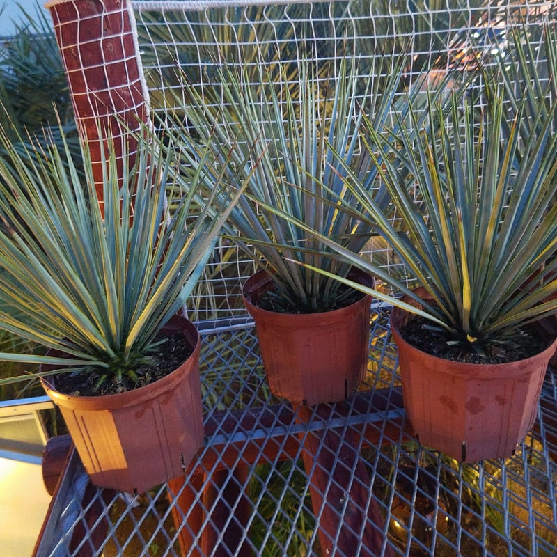 ユッカ リギダ 高品質 おまかせ便 | IKEZAWA GARDEN STORE