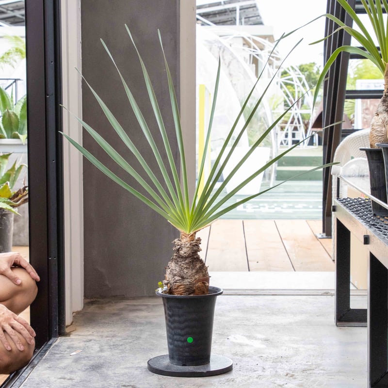 ブーファン・ディスティチャ NHB-0005 | ISALO