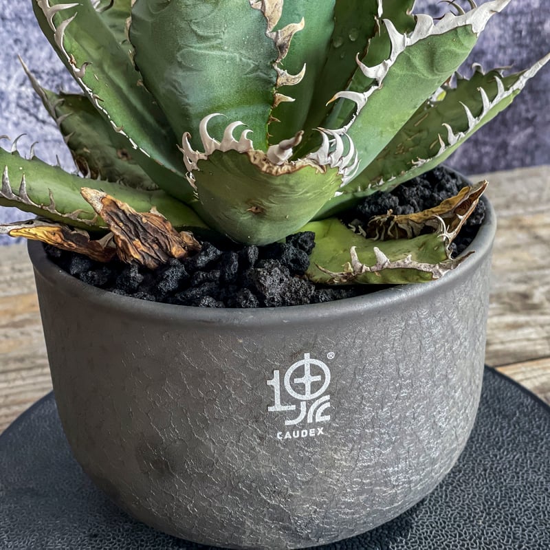 アガベ オテロイ オアハカ 現地株 Agave オアハカ オテロイ 現地株 7寸