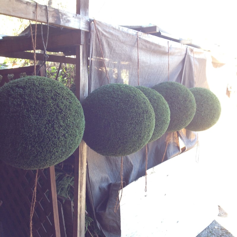 杉玉 大玉 （約50cm） | 楠玉屋