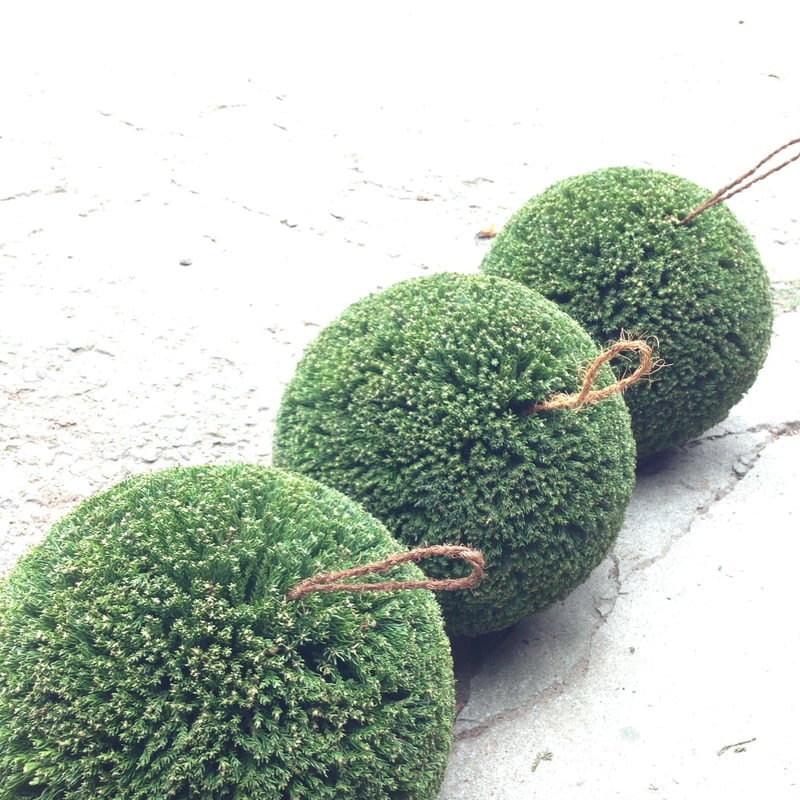 杉玉 中玉 （約40cm） | 楠玉屋