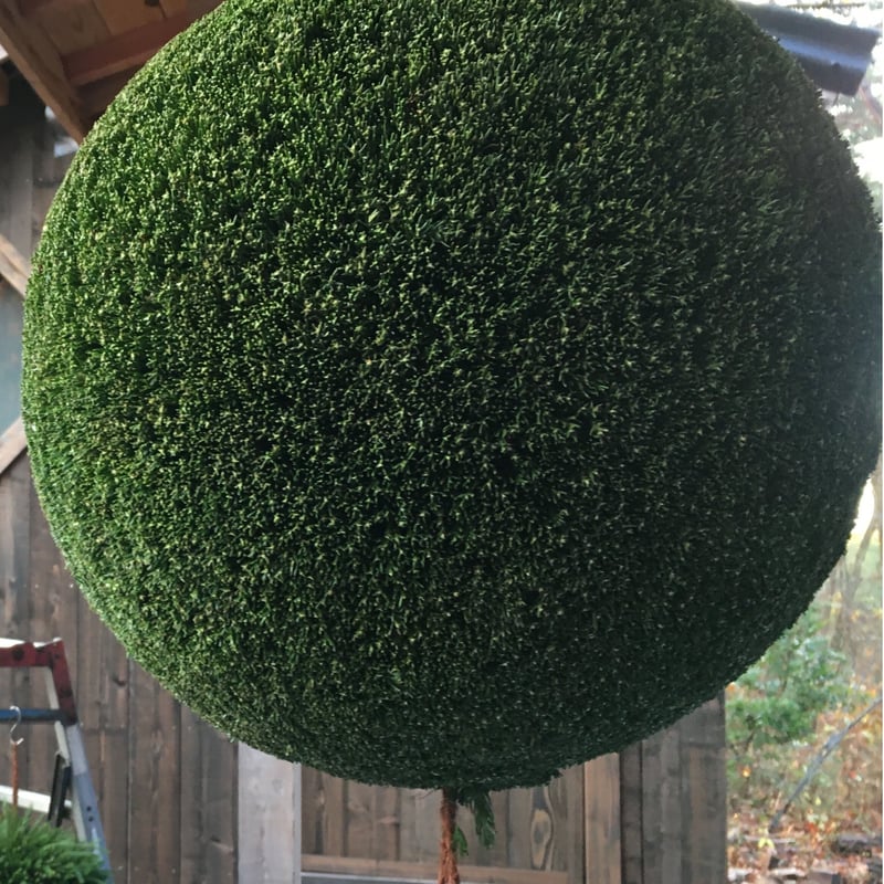 杉玉 中玉 （約40cm） | 楠玉屋