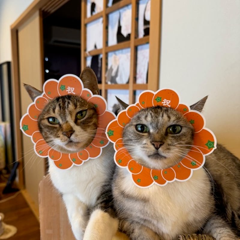 農バミのおみかん2025 2kg相当＋【おまけ】 | ココニャエンタープライズ