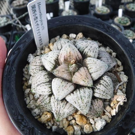 CATEGORY ハオルチア | Green Note