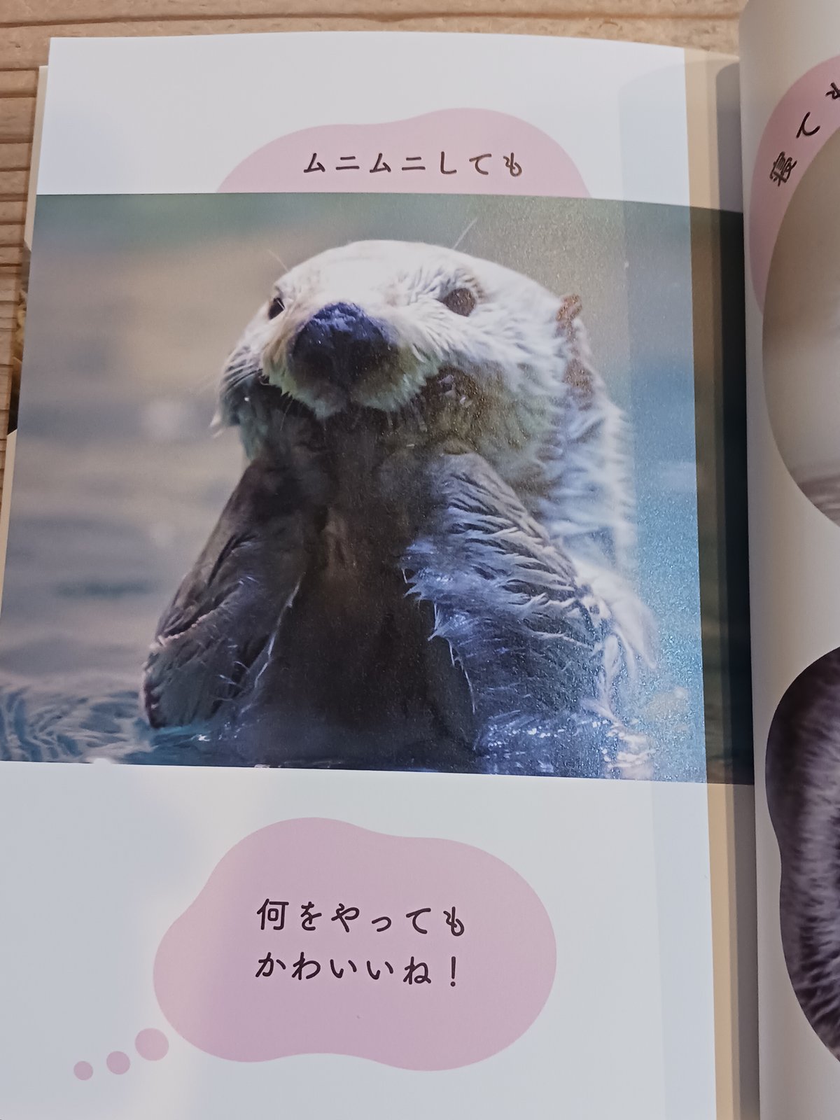 ラッコBOOK | porvenirbookstore's Web Shop