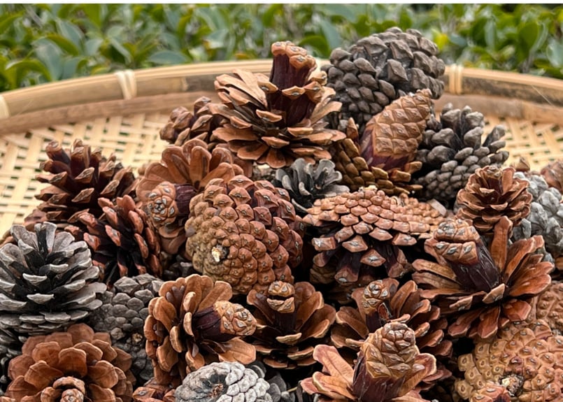 天然まつぼっくり 10個 | マウンテン マテリアルズ【DIYに特化した山の