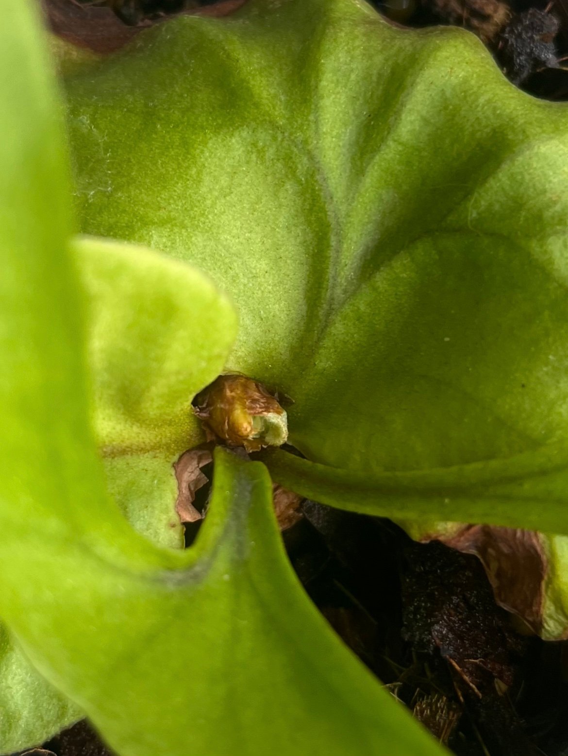 ビカクシダ リドレイ パカラン 胞子栽培株 「Platycerium ridleyi Paka