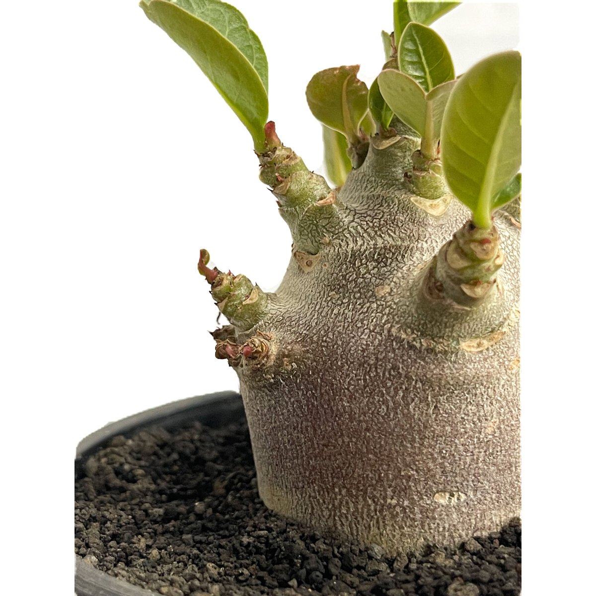 アデニウム アラビカム ドワーフ “ブラック”「adenium arabicum Dwar