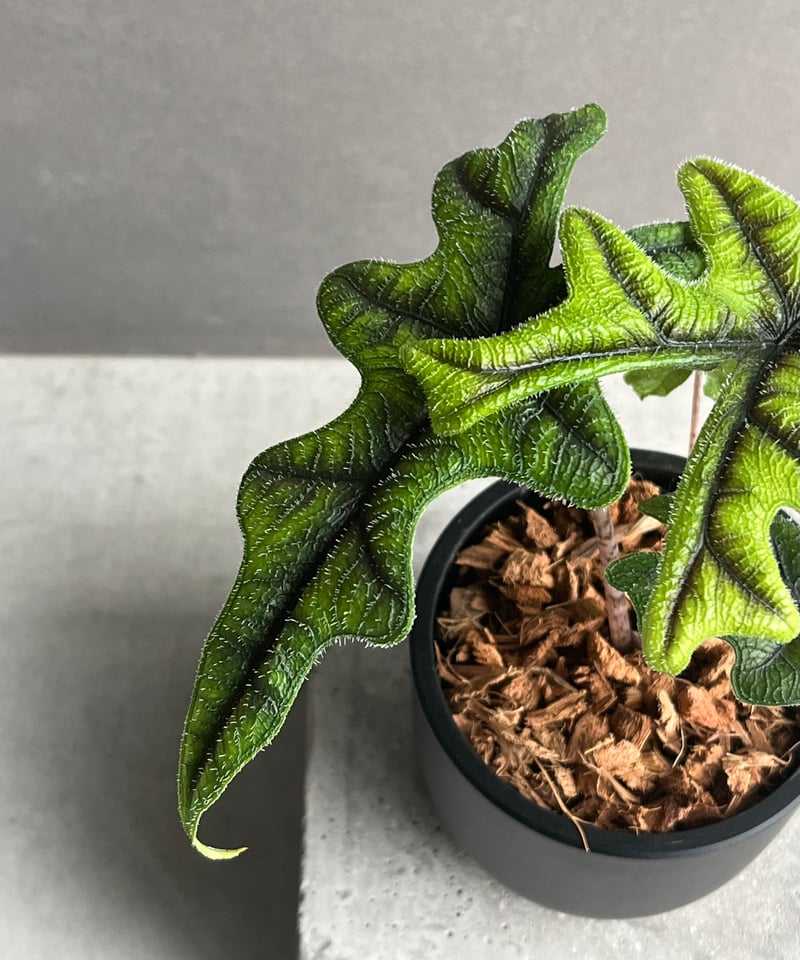 アロカシア ジャックリン 「Alocasia Jacklyn」95N | SHOUCHIKUEN