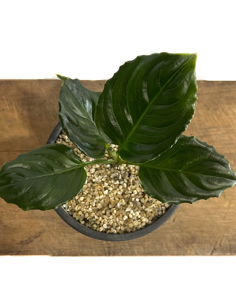 アグラオネマ メタリカ「Aglaonema Metallica」77E-1 | SHOUCHI