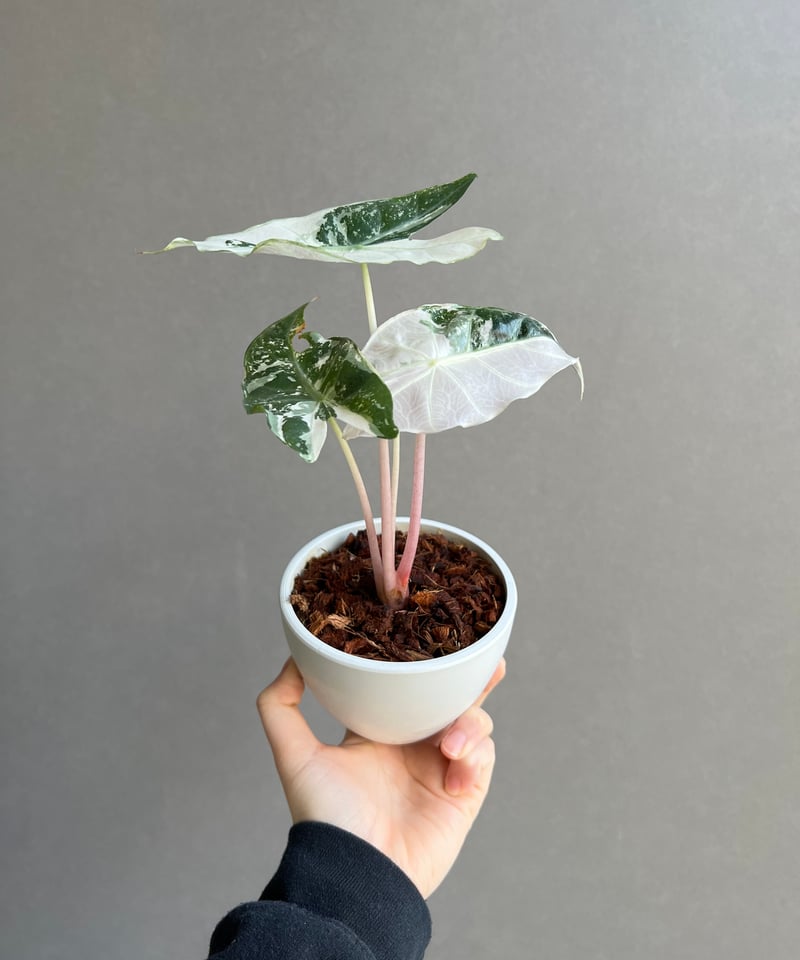 アロカシア ハイブリッド 選抜個体 「Alocasia pink dragon albo +