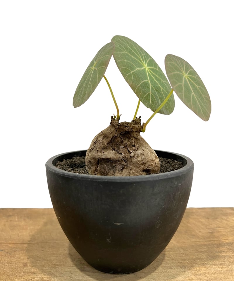 ステファニア カウィーサキー「Stephania Kaweesakii」8/22-67B-1