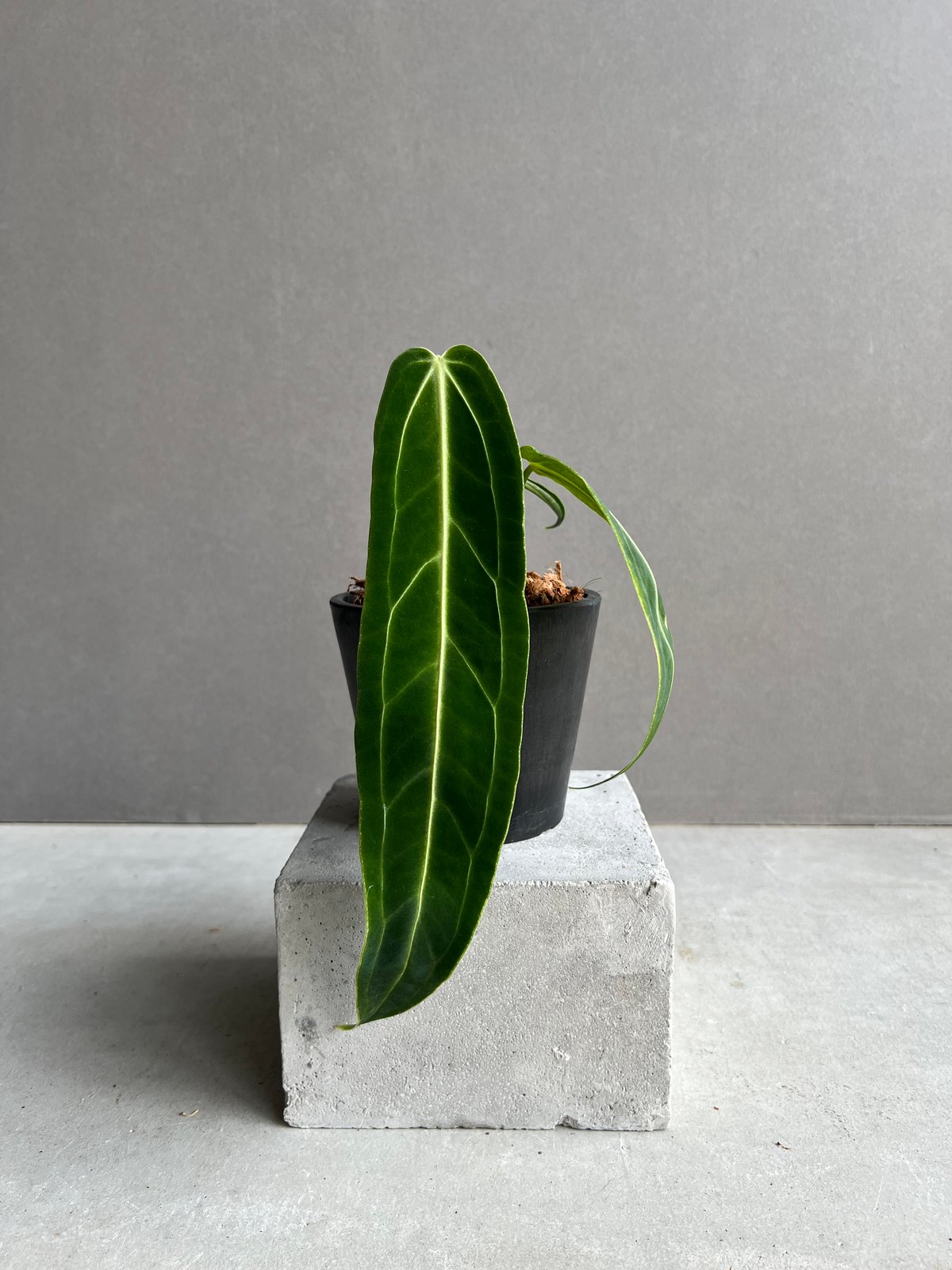 アンスリウム ワロクアナム ダーク&ナロー フォーム 「Anthurium