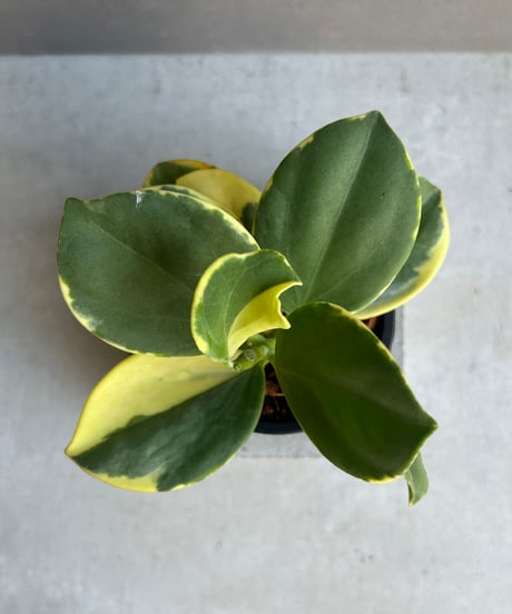 CATEGORY ホヤ | SHOUCHIKUEN