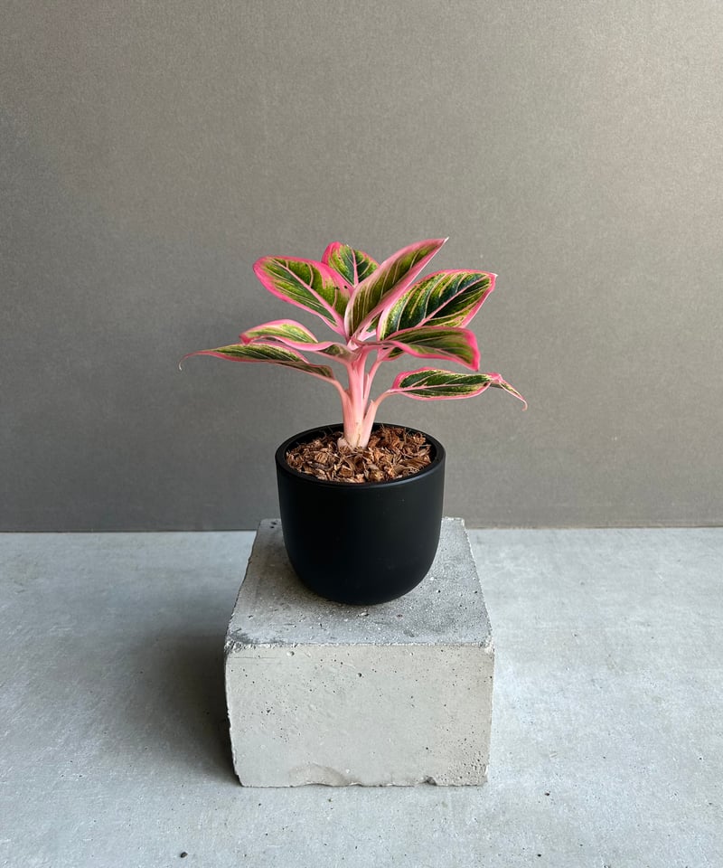 アグラオネマ ロータス デライト 「Aglaonema Lotus Delight」81L |