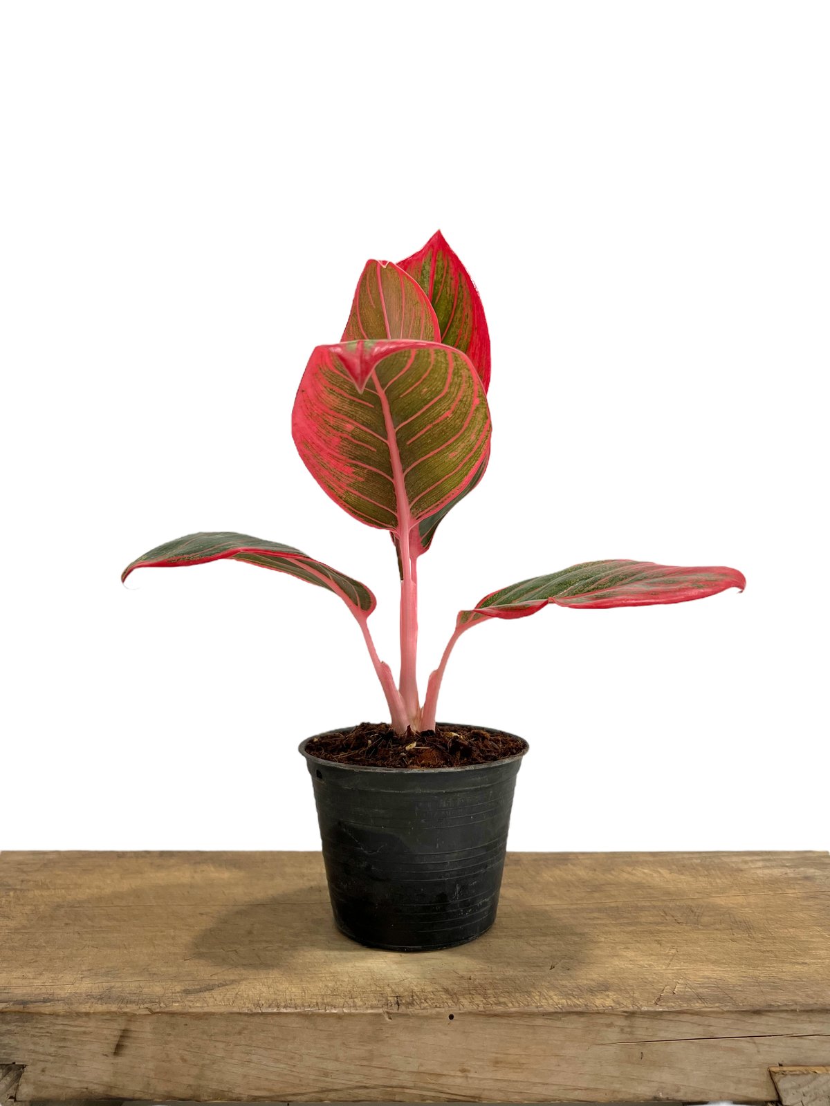 アグラオネマ リップスティック カンザ C fit=scale-down,w=1200