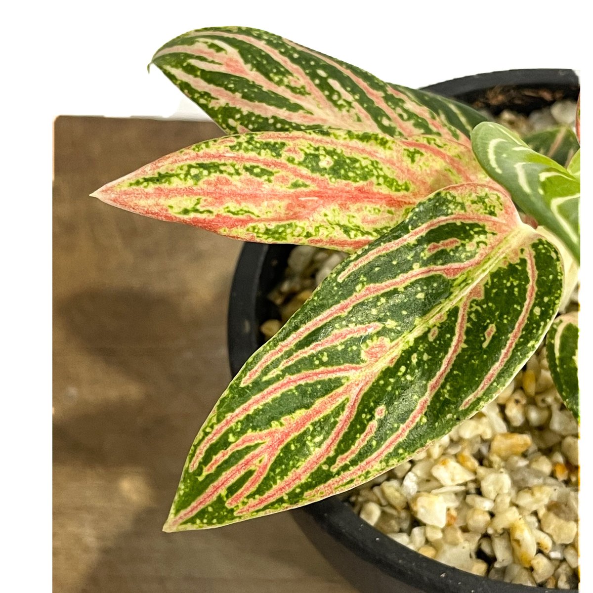 アグラオネマ ゴールデンホープ「Aglaonema Golden Hope」9/7-88C-1