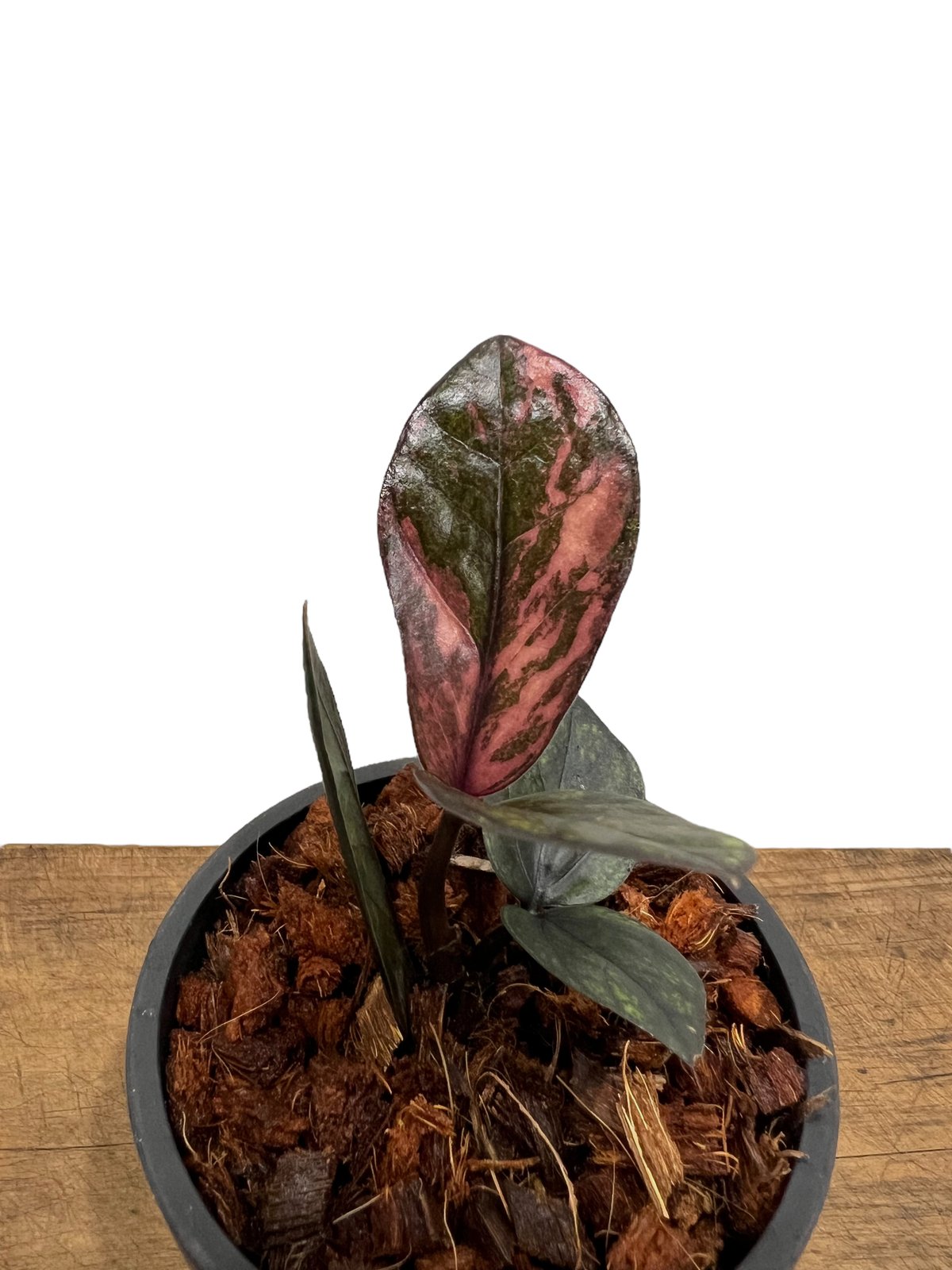 ザミオクルカス・ザミフォーリア 斑入 “Black Pink” 「Zamioculcas za