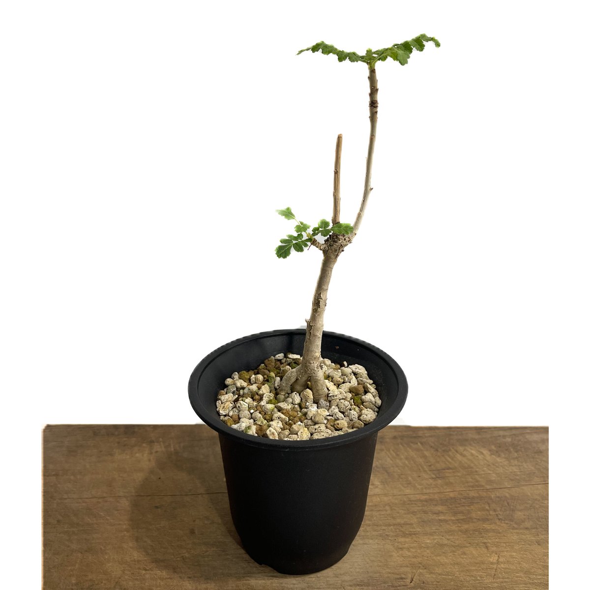 ボスウェリア サクラ (実生苗)「 Boswellia Sacra」4/12-279 | SH