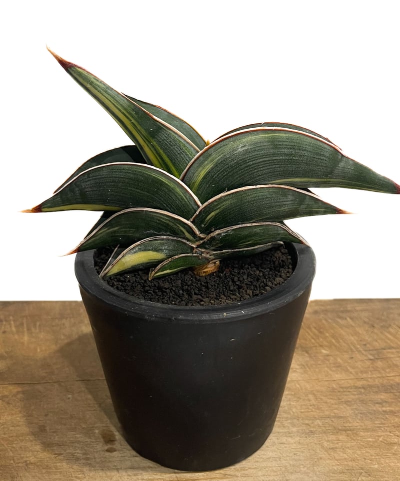 サンセベリア ロリダ 斑入り「Sansevieria rorida Var.」33D-1 |