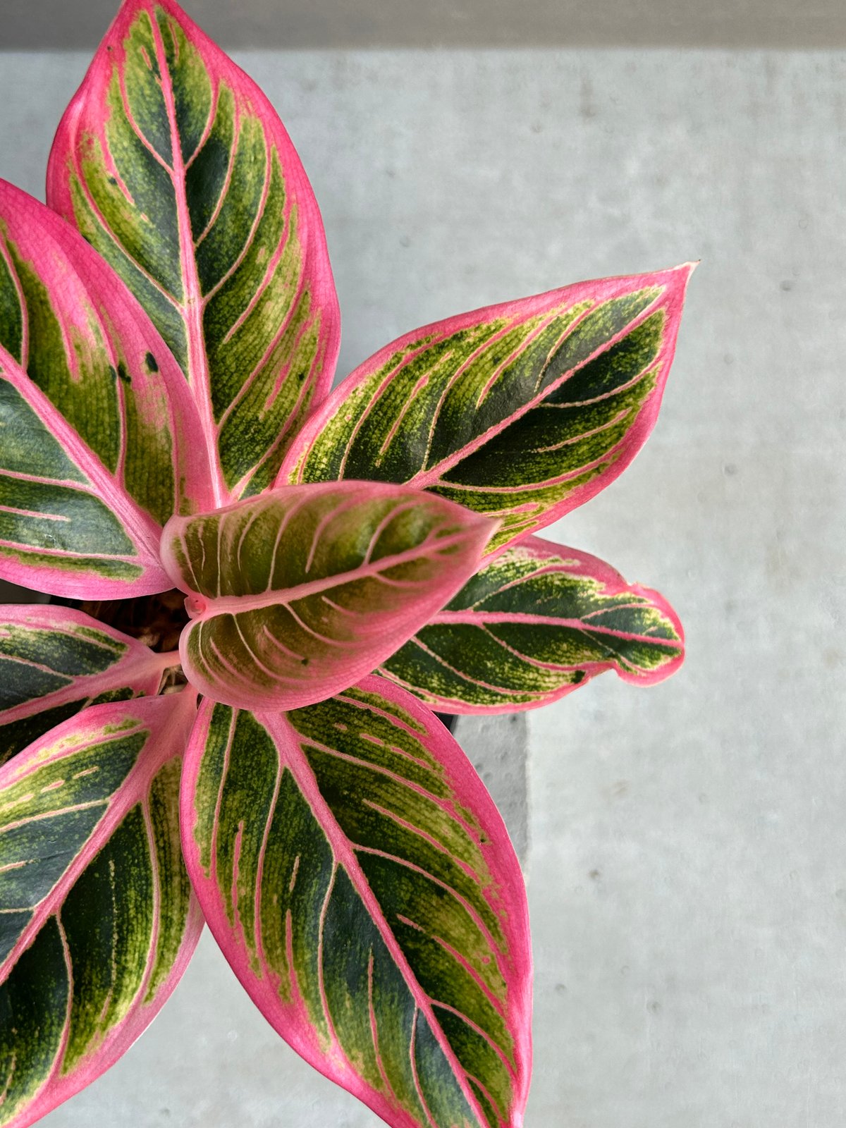 アグラオネマ ロータス デライト 「Aglaonema Lotus Delight」81L |