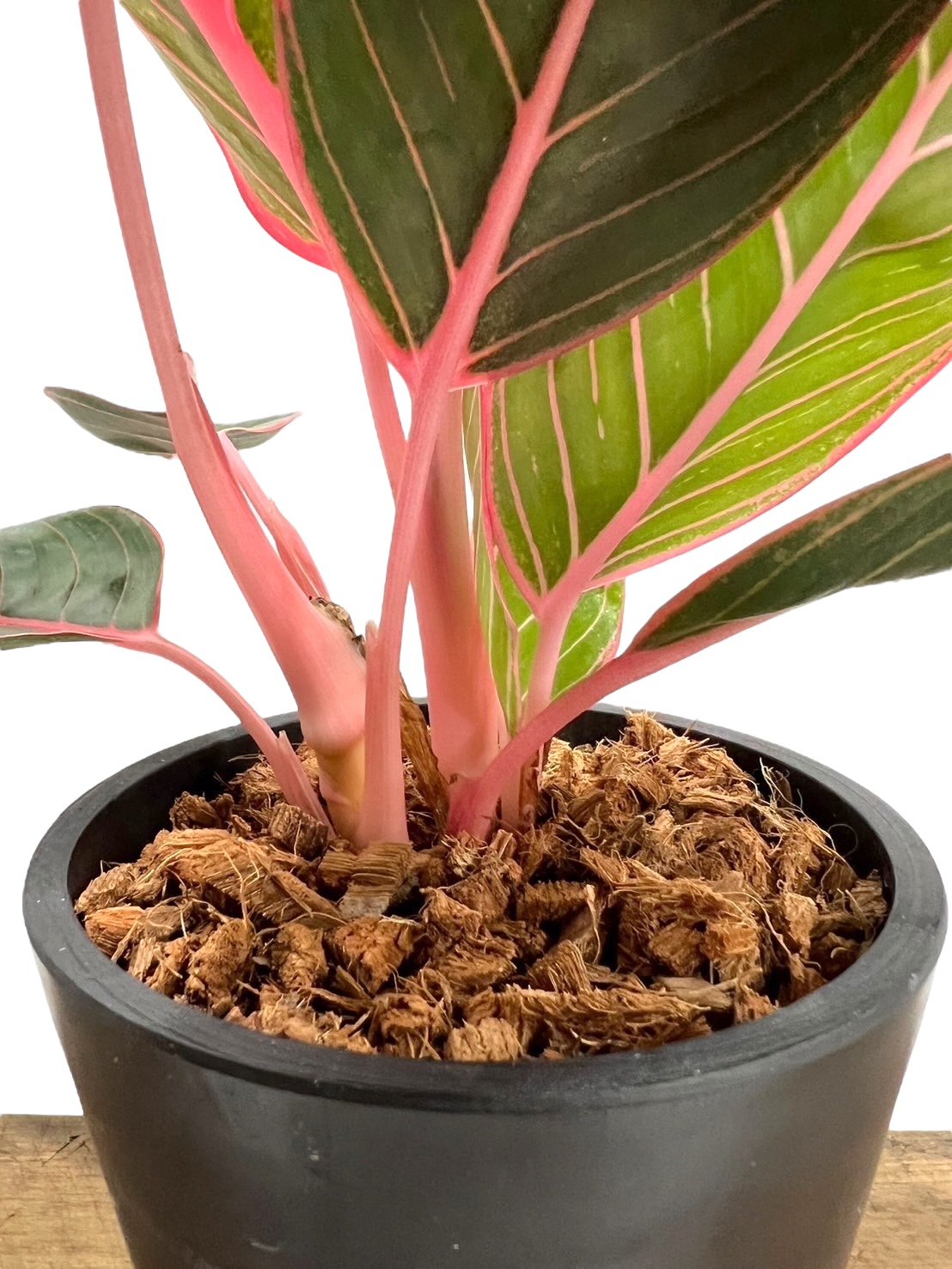 アグラオネマ リップスティック カンザ C 園芸ネット本店