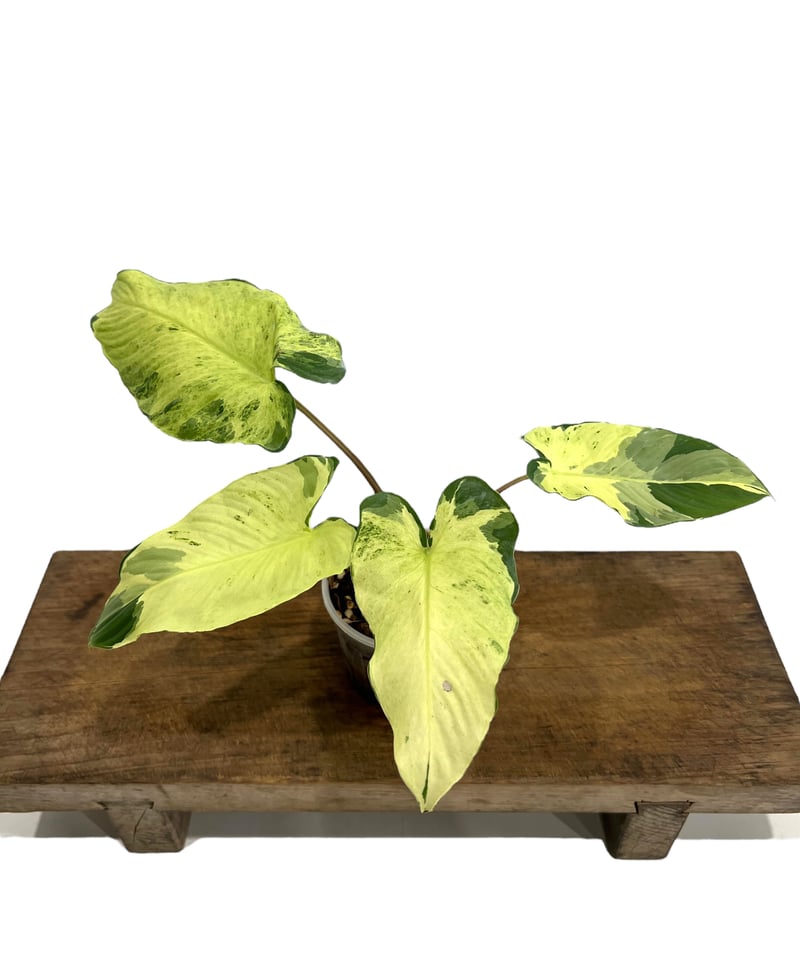 ホマロメナ sp. 斑入(インドネシア産) 「Homalomena so. Variegate