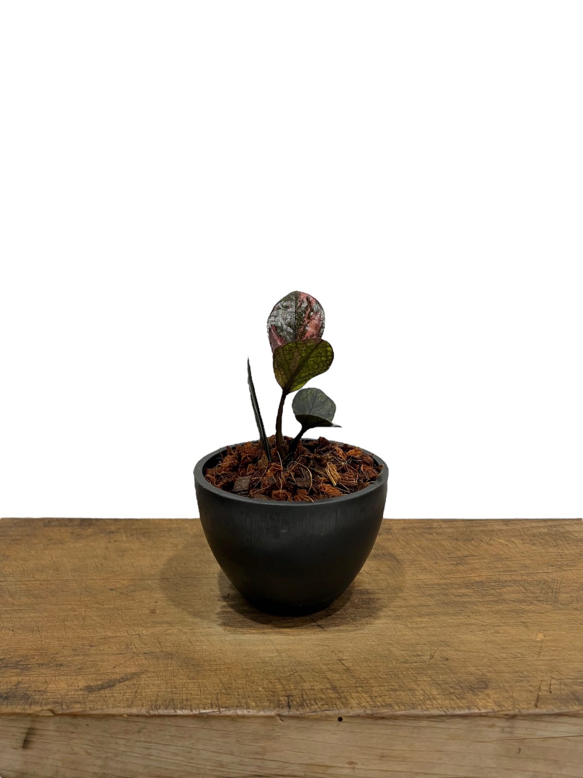 ザミオクルカス・ザミフォーリア 斑入 “Black Pink” 「Zamioculcas za