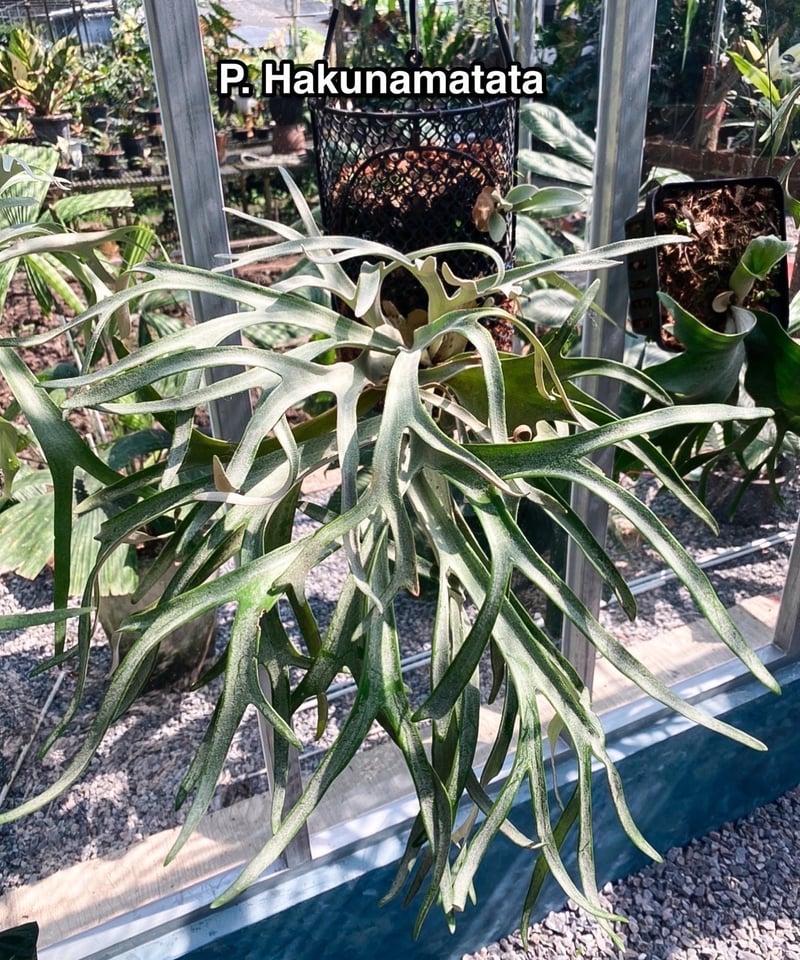 ビカクシダ ハクナマタタ（vandaka） 子株付き ビカクシダハクナマタタ子株