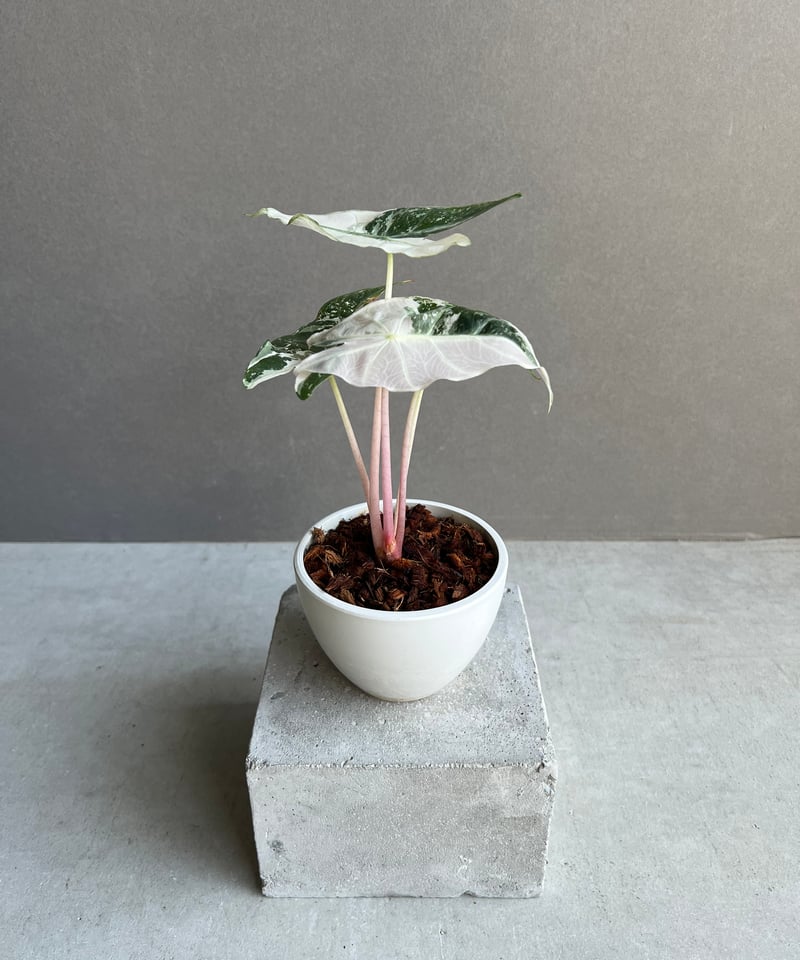 アロカシア ハイブリッド 選抜個体 「Alocasia pink dragon albo +