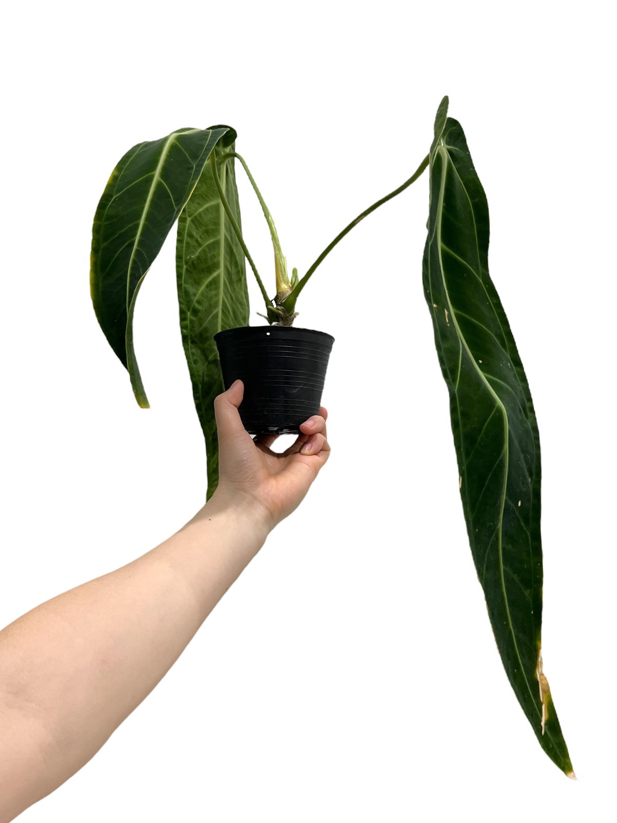 アンスリウム ワロクアナム ダーク&ナロー フォーム 「Anthurium