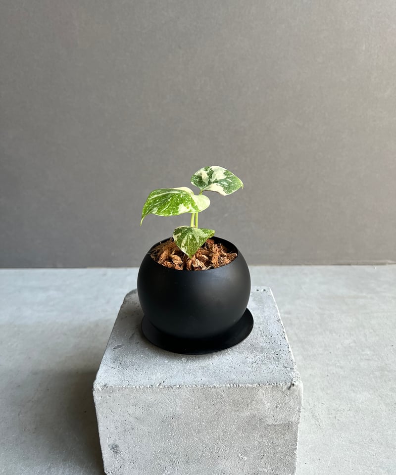 モンステラ タイ コンステレーション クリーム ブリュレ + Black Iron