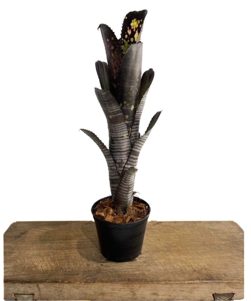 ビルベルギア ダースベイダー「Billbergia 'Darth vader'」2/2-38