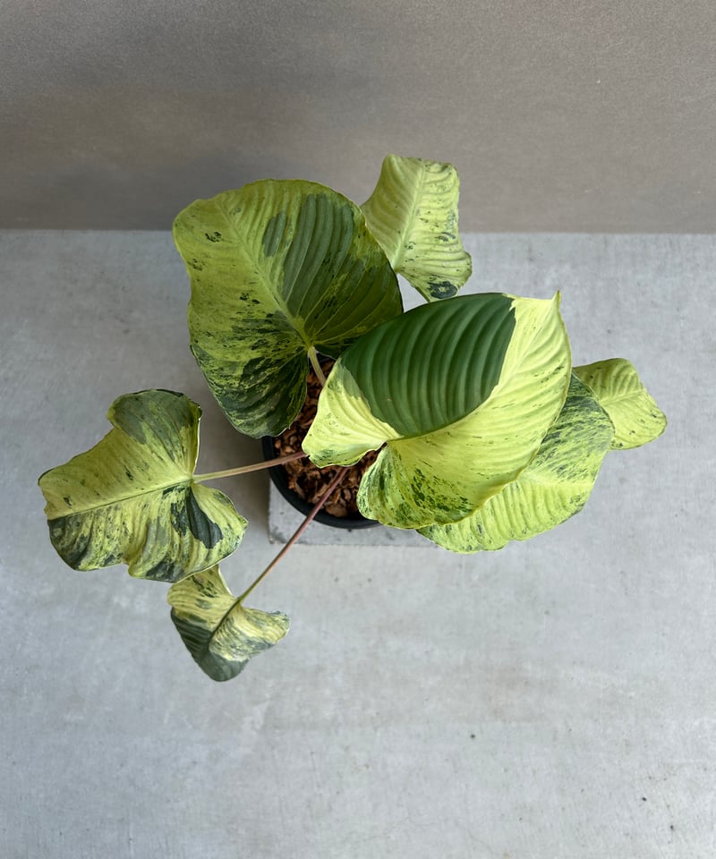 ホマロメナ sp. レッド ステム 斑入「Homalomena sp. Red Stem Va