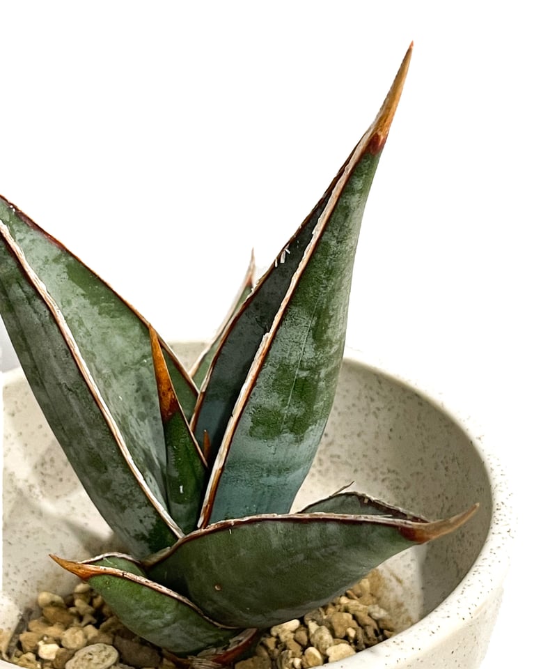 サンセベリア ピングイキュラ ロンギフォリア 「Sansevieria