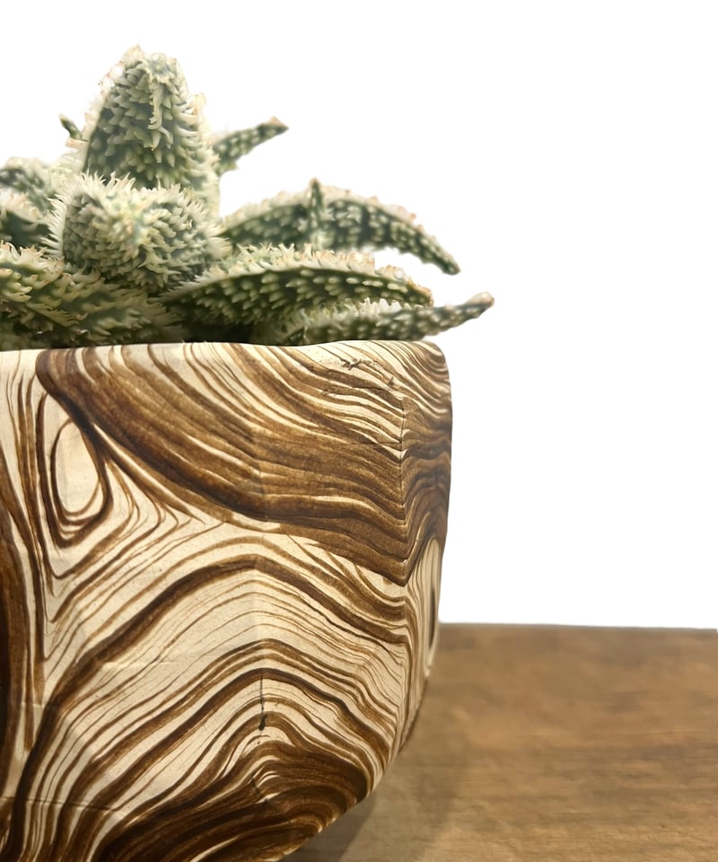 アロエ ハイブリッド “選抜個体” + plantsmonsters pot 「Aloe Hy