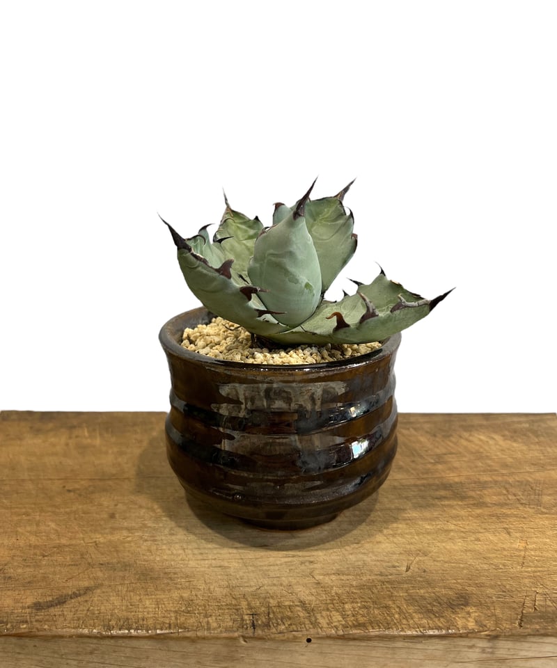 アガベ チタノタ x マルガリータ 「Agave titanota x margaritae