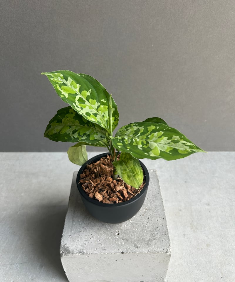 アグラオネマ ピクタム トリカラー 「Aglaonema pictum tricolor 」1