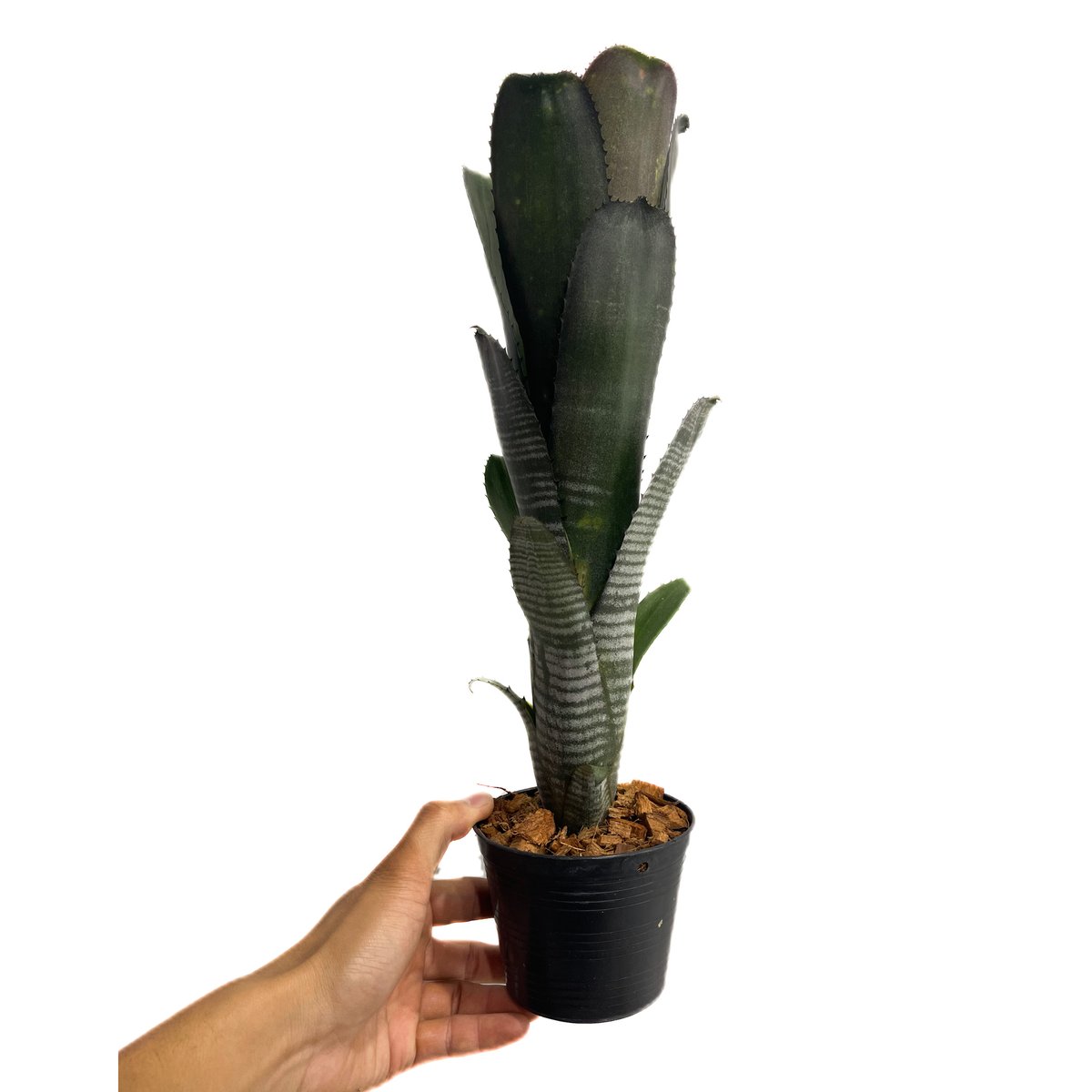 ビルベルギア ダースベイダー「Billbergia 'Darth vader'」65G-3 |