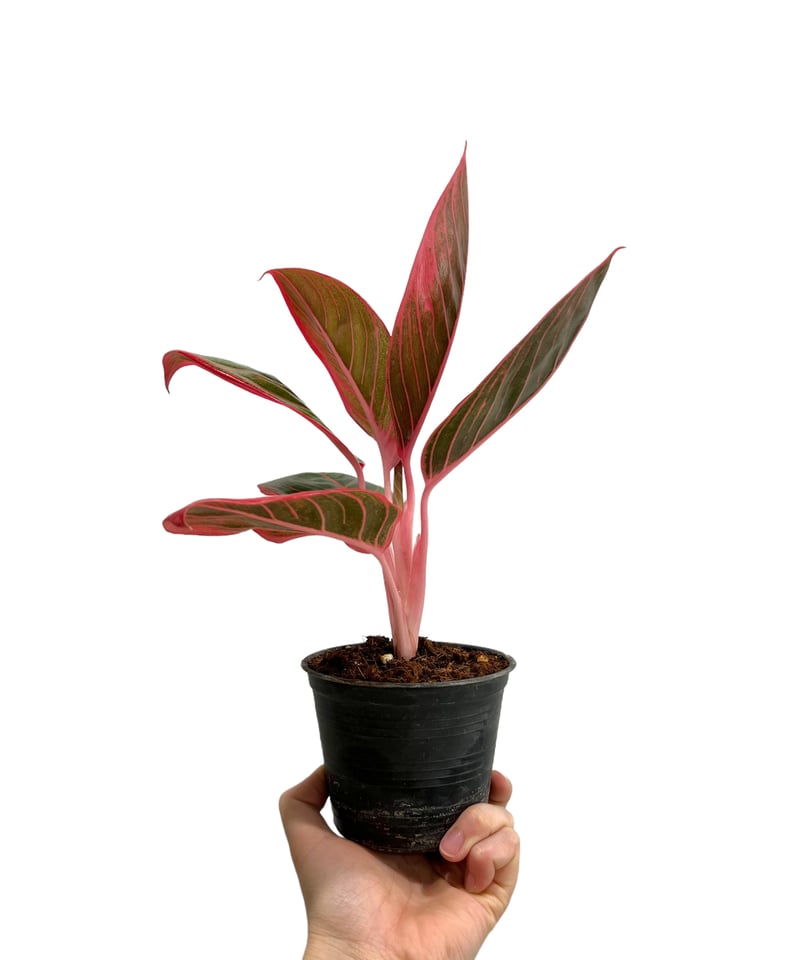 アグラオネマ リップスティック カンザ C 園芸ネット本店