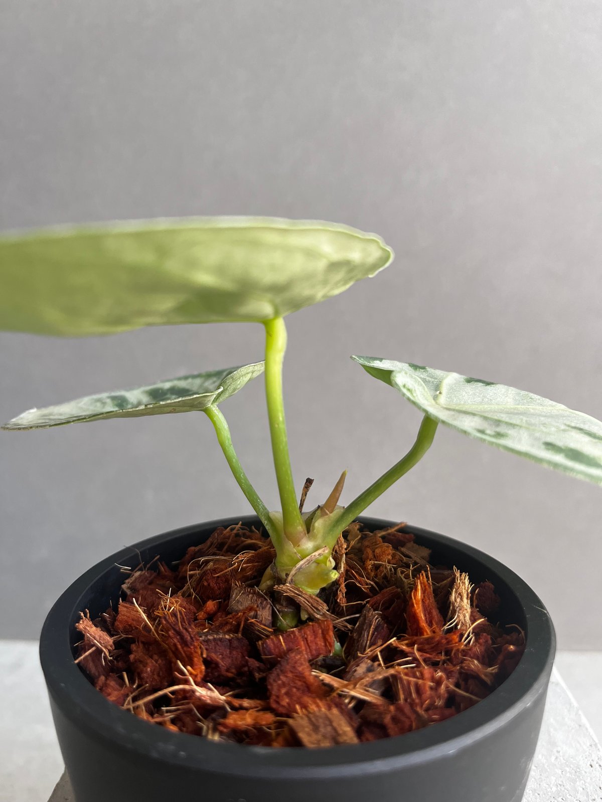 アンスリウム ドラヤキ シルバー 「Anthurium Dorayaki Silver」88Z